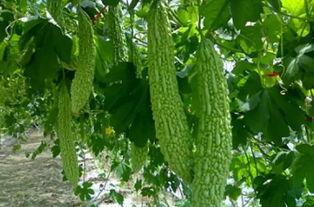 吃瓜虫,探寻神秘生物的生存智慧