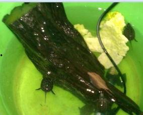 小草龟吃瓜吗,它们真的会吃瓜吗？