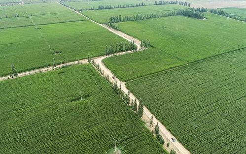 农田吃瓜拍照图片,农田吃瓜拍照记