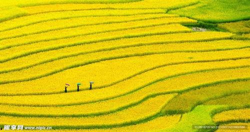 农田吃瓜拍照图片,农田吃瓜拍照记