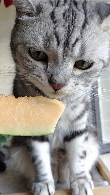 喵猫吃瓜,揭秘娱乐圈幕后故事