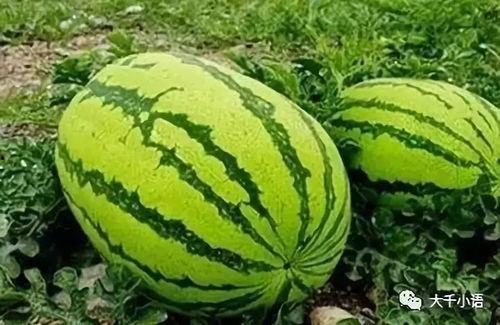 大课吃瓜,揭秘校园里的那些“瓜”