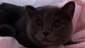 吃瓜的小猫,趣味横生的日常瞬间