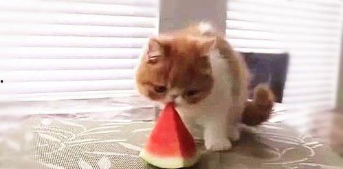 吃瓜的小猫,趣味横生的日常瞬间