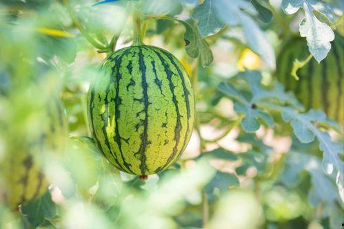 吕梁最新吃瓜,揭秘神秘事件背后的真相