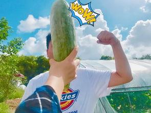 送给妈妈吃瓜,甜蜜瓜果，家的味道