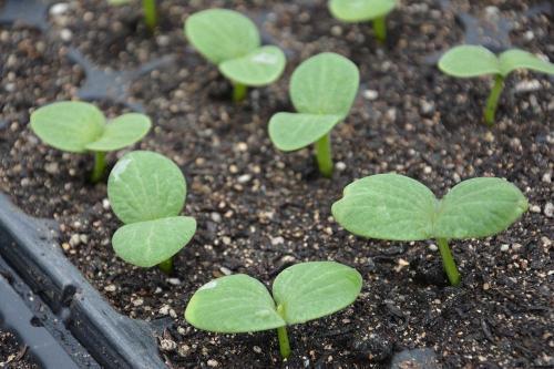 福寿瓜发芽可以吃吗,福寿瓜发芽后是否仍可食用？揭秘发芽瓜果的食用安全