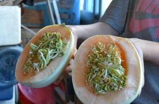 福寿瓜发芽可以吃吗,福寿瓜发芽后是否仍可食用？揭秘发芽瓜果的食用安全