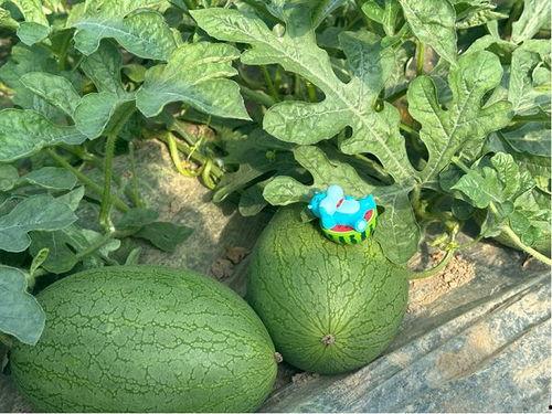 2023在线吃瓜,盘点那些让人笑到肚子疼的瓜料