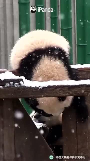 吃瓜小熊a,揭秘娱乐圈背后的那些事儿