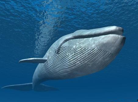 抖音灰鲸鲸吃瓜