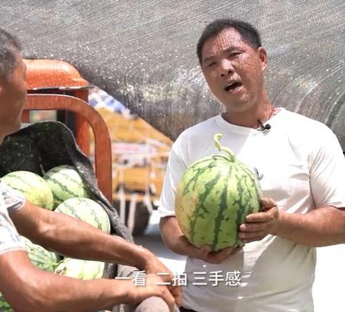 热搜吃瓜苹果,热搜瓜中探寻科技巨头的新篇章