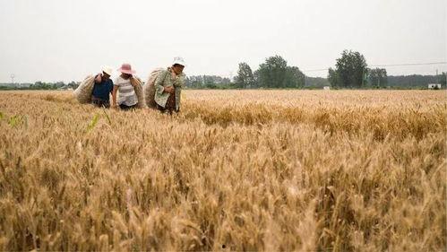 麦田拍照吃瓜,拍照吃瓜，解锁夏日田园新玩法