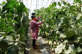 安新育才花园吃瓜视频,揭秘社区生活趣味瞬间