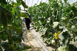 安新育才花园吃瓜视频,揭秘社区生活趣味瞬间