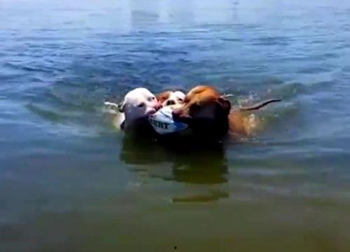 公鹿吃瓜,揭秘森林中的趣味一幕