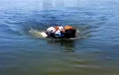 公鹿吃瓜,揭秘森林中的趣味一幕