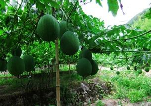 吊瓜应该怎么吃,解锁美味新体验