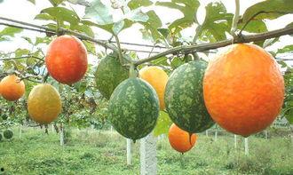吊瓜应该怎么吃,解锁美味新体验