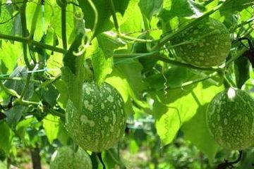 吊瓜应该怎么吃,解锁美味新体验