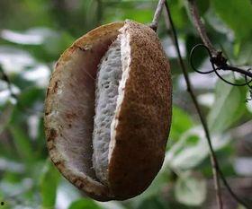 吃八月瓜p,探寻夏日里的甜蜜诱惑