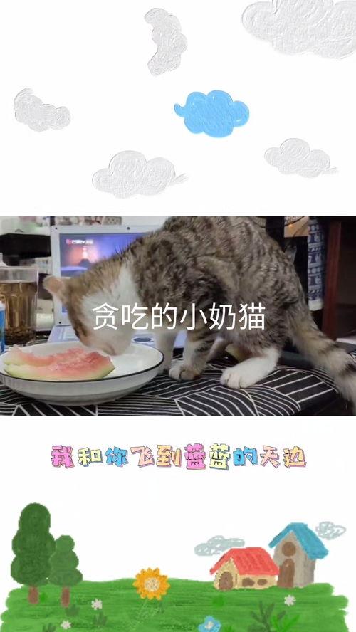 吃瓜小奶猫