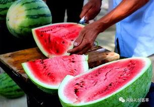 梦到地里摘瓜吃,地里摘瓜的奇幻之旅