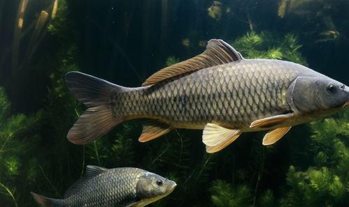 鲤鱼吃小瓜吗怎么吃视频,视频揭秘独特喂养技巧