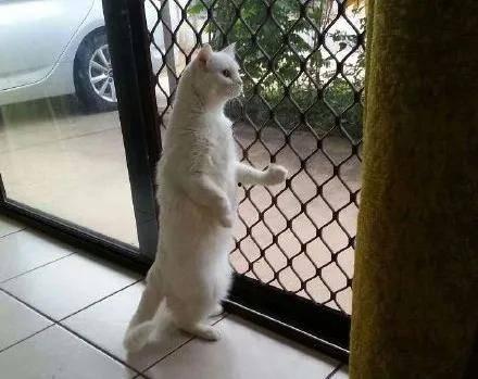 带你吃瓜猜猫,揭秘网络迷因的趣味之旅