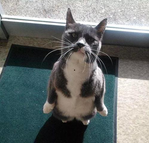 带你吃瓜猜猫,揭秘网络迷因的趣味之旅