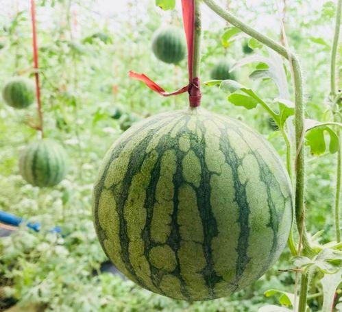 潢川吃瓜事情真相,真相与反思