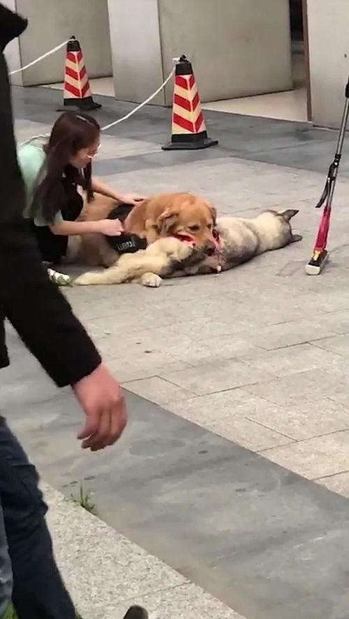 吃瓜小狗主人图片高清,吃瓜小狗主人背后的故事