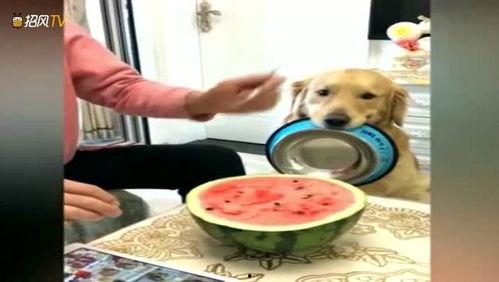 吃瓜小狗主人图片高清,吃瓜小狗主人背后的故事