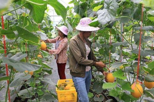 文县网红吃瓜,一场视觉与味蕾的盛宴