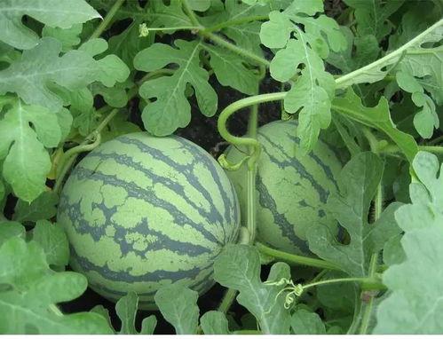 吃瓜郭玉林,揭秘娱乐圈背后的故事与真相