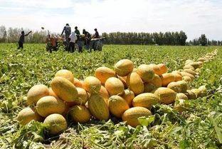 贝可可吃哈密瓜,甜蜜时光的美好回忆