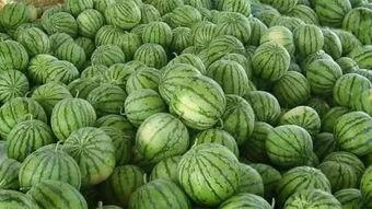 大鸟去瓜地里吃瓜怎么办