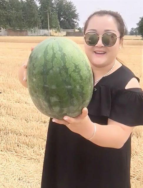 大鸟去瓜地里吃瓜怎么办