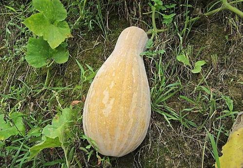 俄英法吃瓜图片,俄英法三国“吃瓜群众”趣味对比