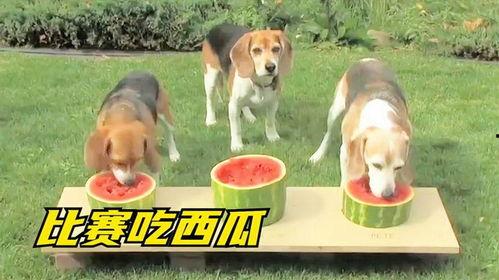 吃瓜吃到自家狗,一场家庭风波的启示录