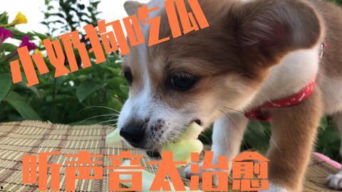 吃瓜吃到自家狗,一场家庭风波的启示录