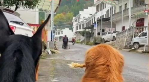 狗吵架旁边吃瓜,旁观者吃瓜，笑看狗狗吵架