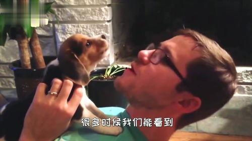 狗吵架旁边吃瓜,旁观者吃瓜，笑看狗狗吵架