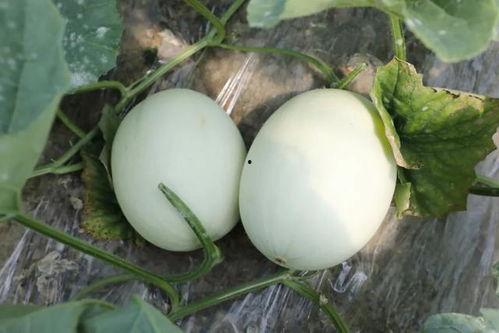 八玉瓜怎么吃,解锁美味新体验