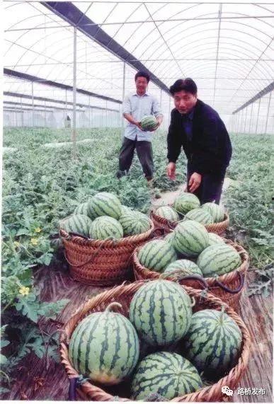 长垣吃瓜的文化习俗