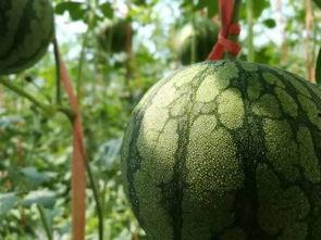 长垣吃瓜的文化习俗