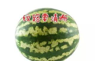 吃高端瓜,高端瓜果的尊享之旅