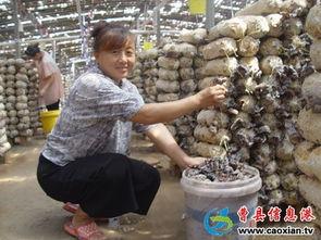 曹县王集镇吃瓜