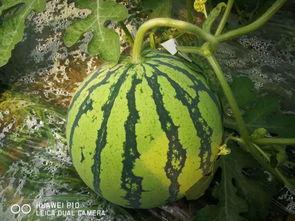 全力大瓜吃瓜群众,揭秘吃瓜群众的狂欢盛宴