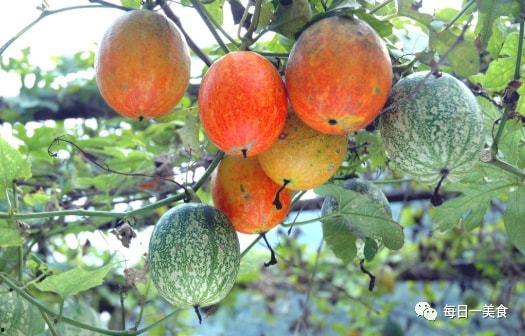 吊瓜仔怎么吃,探索美味与营养的完美结合